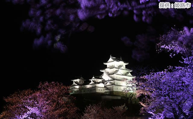 姫路城と夜桜（提供：姫路市） のイメージ