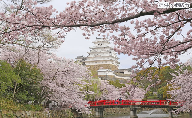 姫路城と桜（提供：姫路市） のイメージ