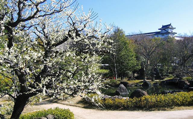 姫路城西御屋敷跡庭園 好古園　 白梅 のイメージ