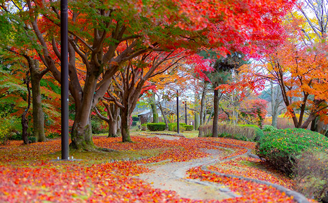 偕楽園　もみじ谷の紅葉