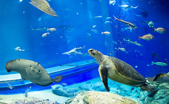 アクアワールド茨城県大洗水族館