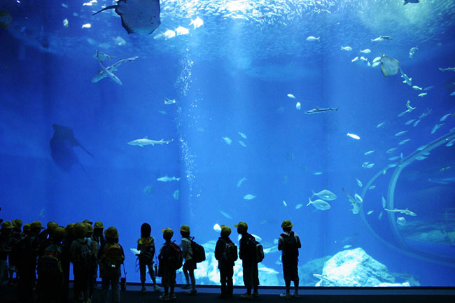 大洗水族館 館内イメージ