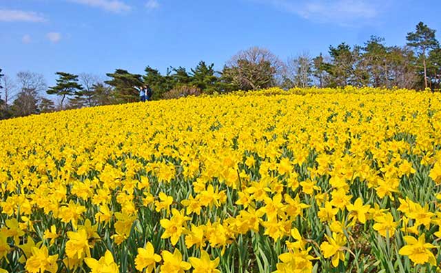 国営ひたち海浜公園　早咲きスイセン