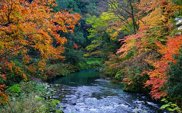 鶴仙渓の紅葉イメージ