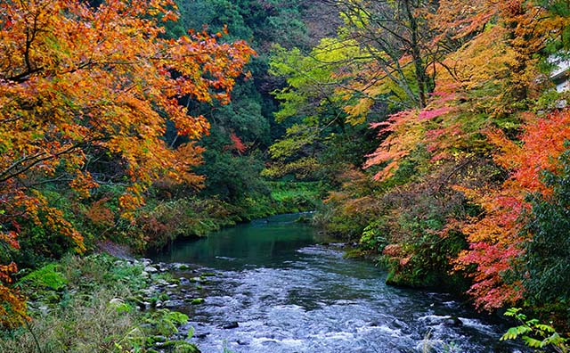 鶴仙渓（かくせんけい）の紅葉