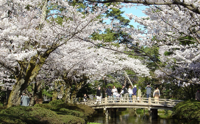 兼六園 の桜