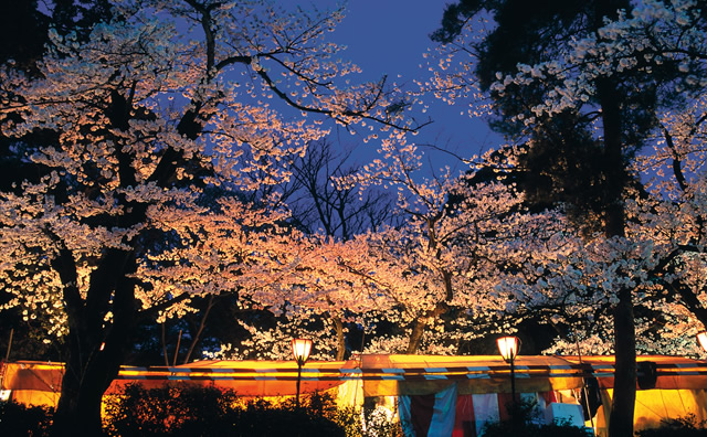 兼六園 の桜