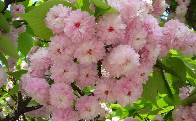 兼六園 の桜