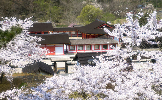 歴史公園えさし藤原の郷　桜と政庁のイメージ