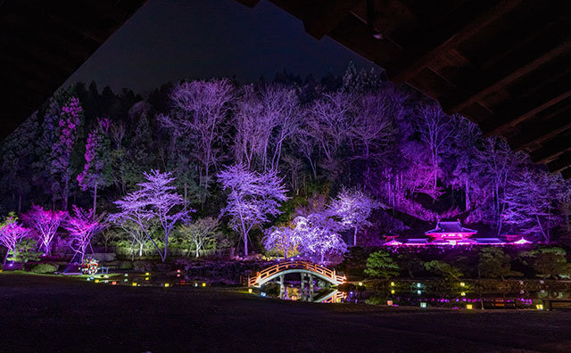 期間限定の夜間ライトアップ