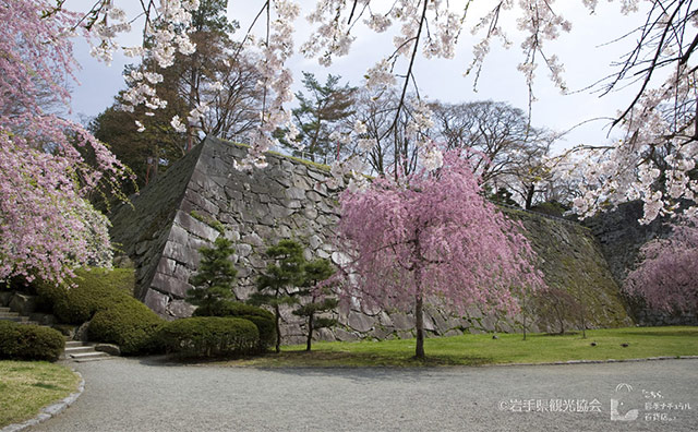 盛岡城跡公園（岩手公園）のさくら