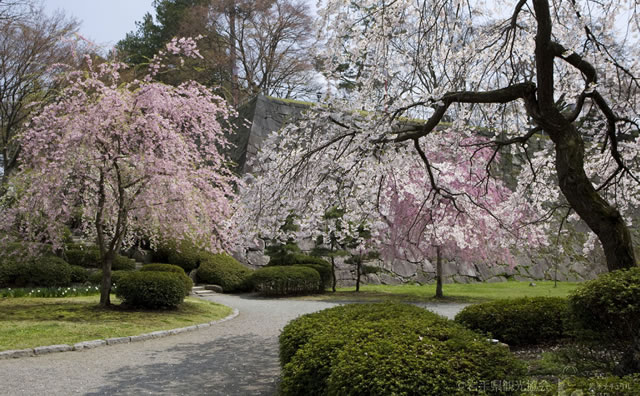 盛岡城跡公園（岩手公園）のさくら