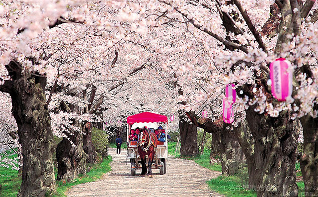 北上展勝地の桜