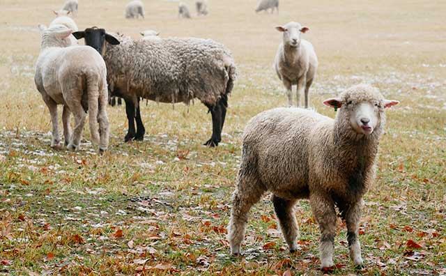 小岩井農場　羊たちのイメージ