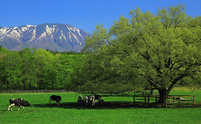 小岩井農場