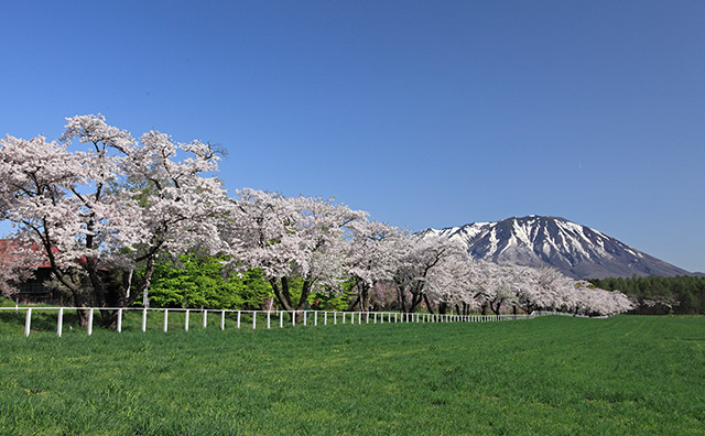 小岩井農場 中丸桜並木
