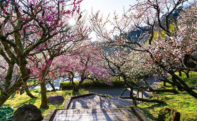 熱海梅園