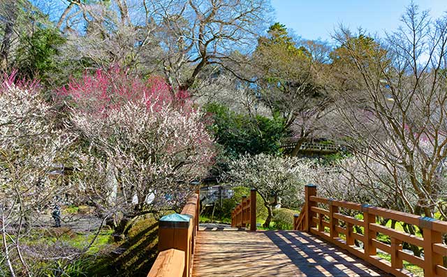 熱海梅園
