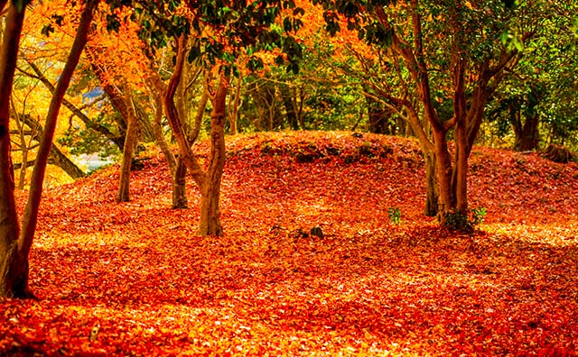 一碧湖 紅葉
