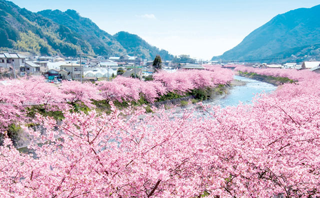 満開の河津桜