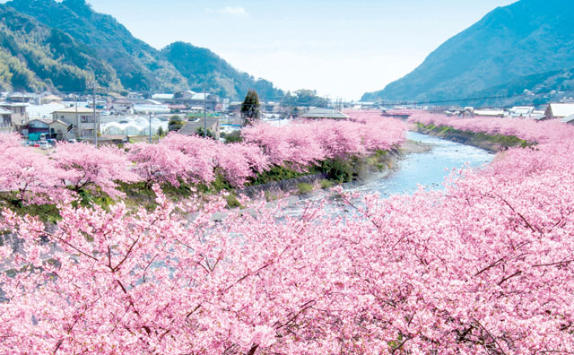 伊豆の河津桜