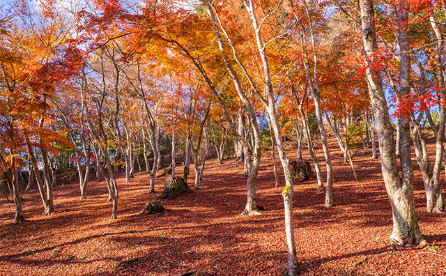 修善寺自然公園 もみじ林