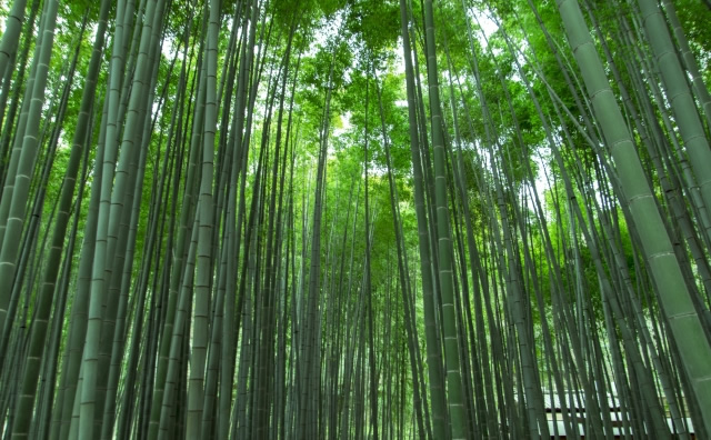 報国寺　竹林