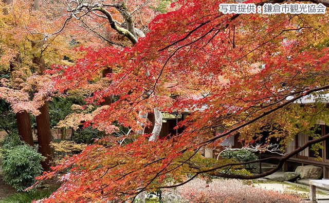 明月院　イメージ          　　　　