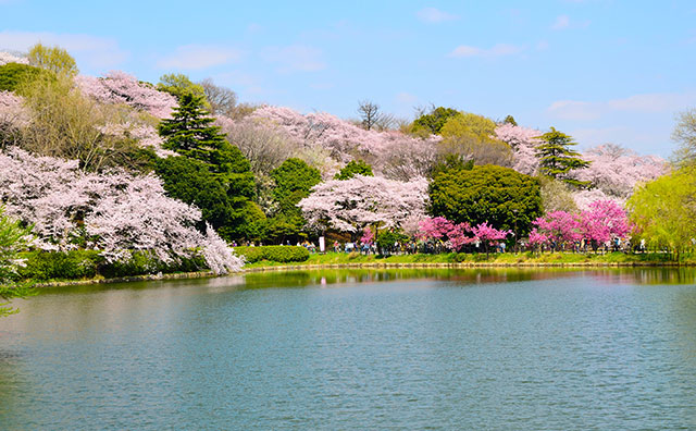 三ツ池公園