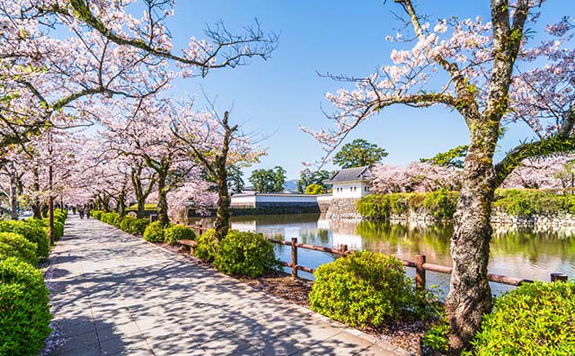 桜並木のお堀