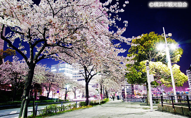 さくら通りの桜並木（みなとみらい21）