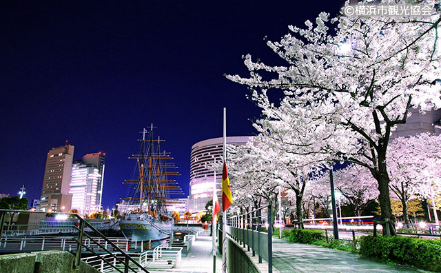 さくら通りの桜並木（みなとみらい21）