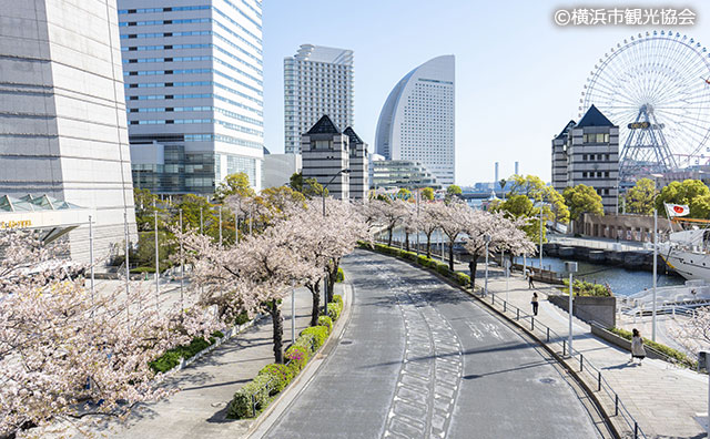 みなとみらい21 さくら通り