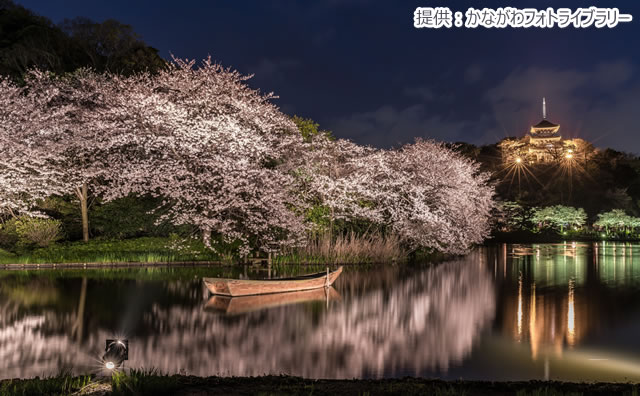 三溪園　ライトアップ
