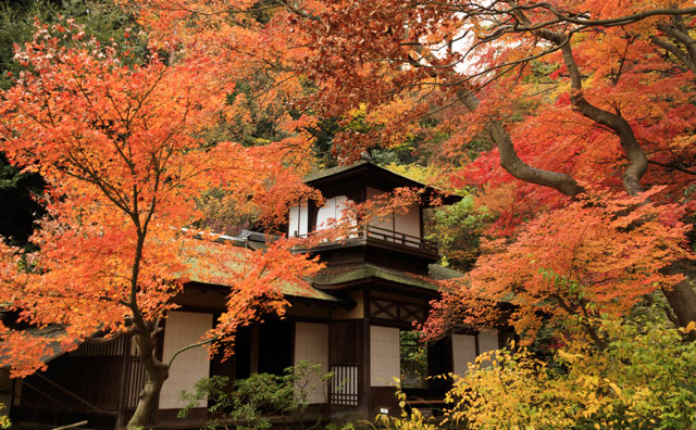 三溪園の紅葉