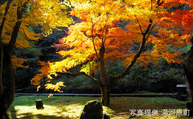 湯河原もみじの郷 紅葉