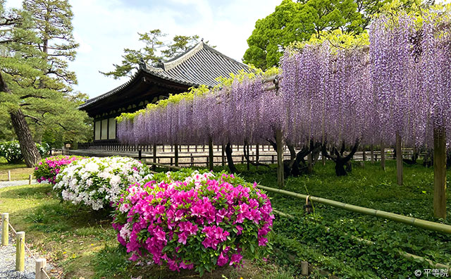 平等院　藤とツツジ 　©平等院