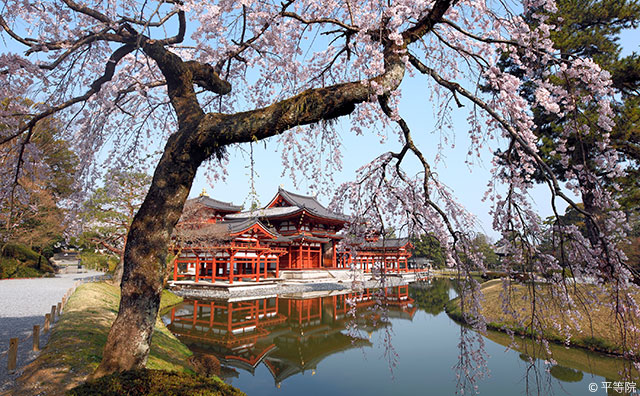 平等院 桜と鳳凰堂 /©平等院