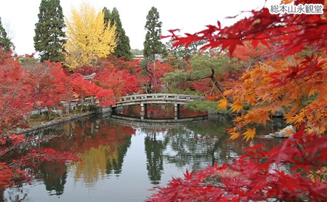 総本山永観堂　放生地・紅葉 のイメージ