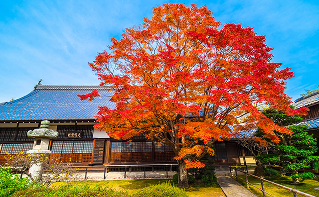 源光庵　紅葉