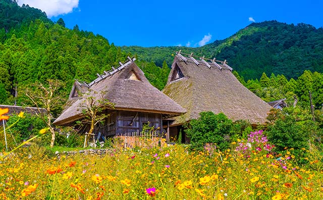 美山かやぶきの里とコスモスの風景