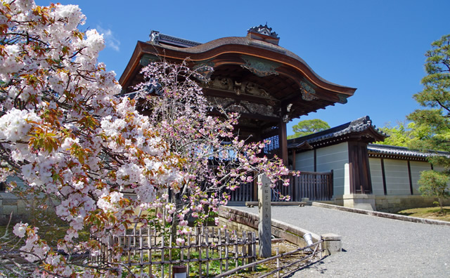 仁和寺御室桜