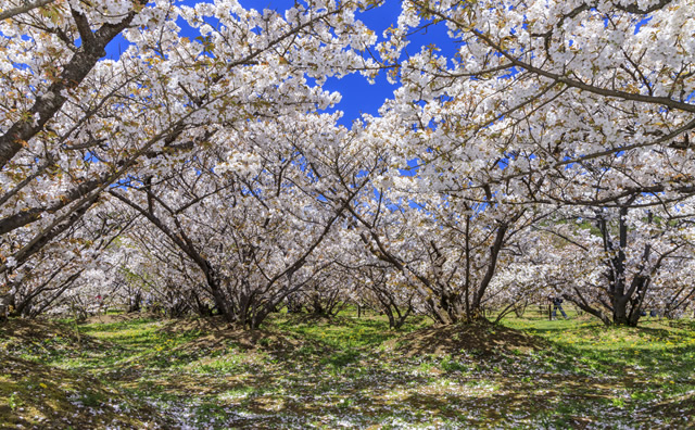 仁和寺御室桜