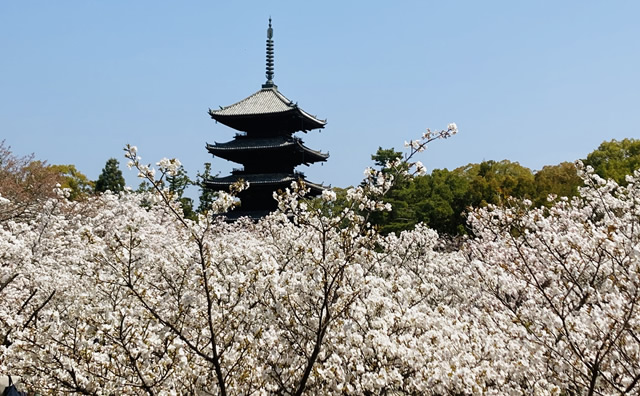 仁和寺御室桜