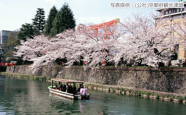 岡崎疏水　桜