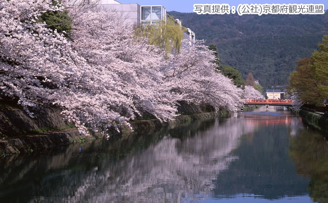 岡崎疏水 桜