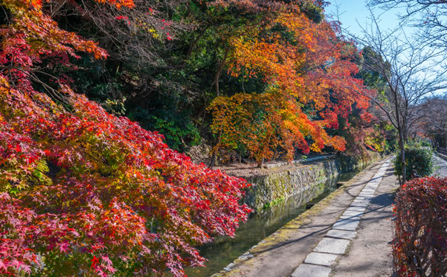 哲学の道　紅葉 のイメージ