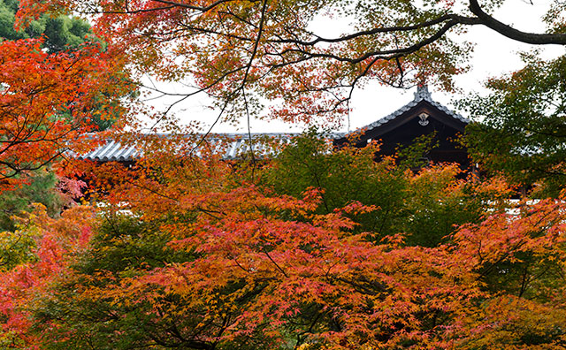 東福寺　通天橋