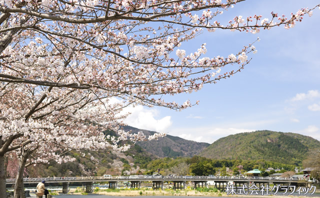 渡月橋と桜