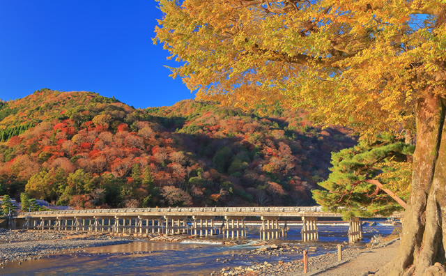 紅葉の嵐山 渡月橋 のイメージ